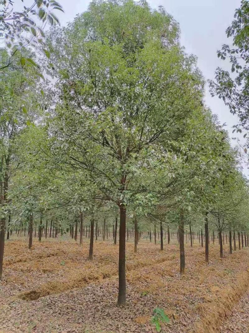 15公分香樟，批量装车供应
