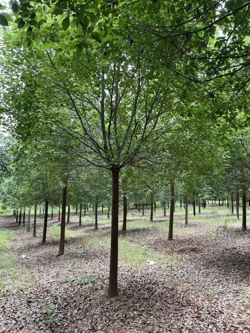 15公分香樟，批量装车供应