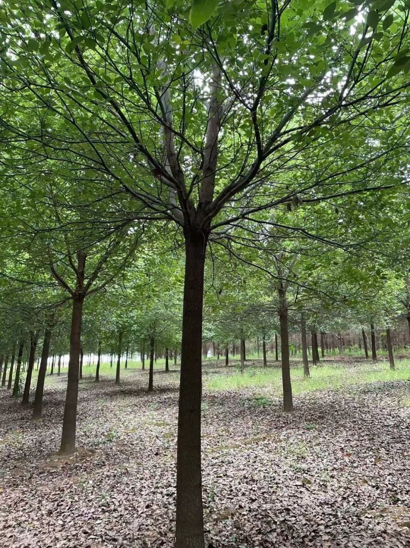 15公分香樟，批量装车供应