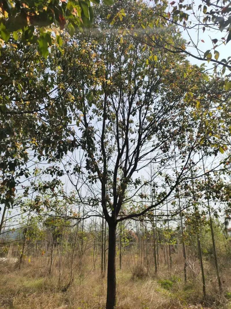 15公分香樟，批量装车供应