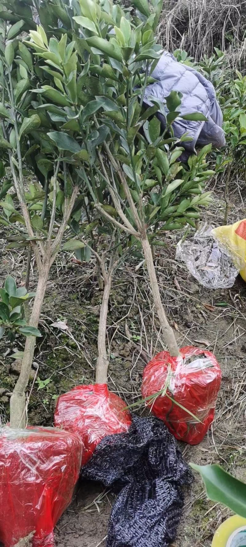 脆蜜金柑苗脆蜜金橘，正品假一赔十，果价高，提供免费种植