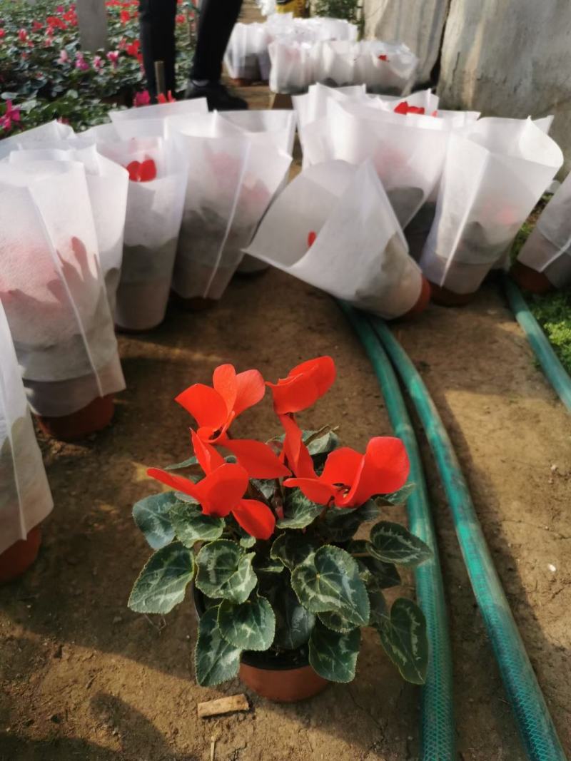 仙客来大量有货一手货源欢迎实地看货产地直发