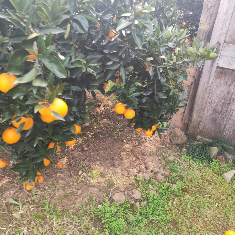 湖北秭归橙子，普脐，江边货，糖质高，味道甜。