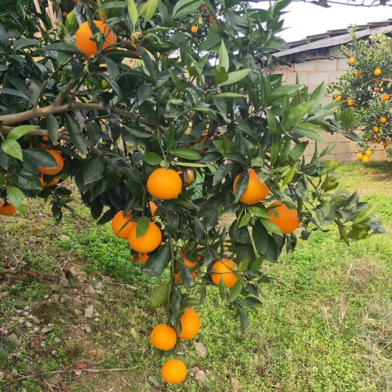 湖北秭归橙子，普脐，江边货，糖质高，味道甜。
