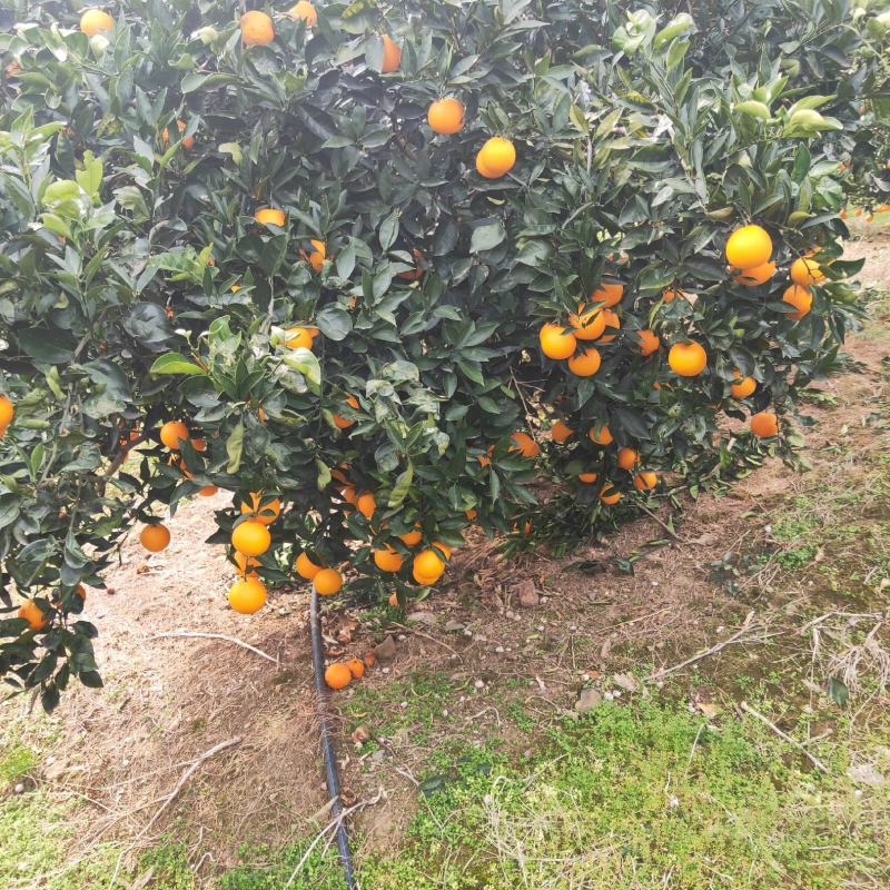 湖北秭归橙子，普脐，江边货，糖质高，味道甜。