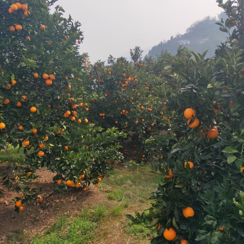 湖北秭归橙子，普脐，江边货，糖质高，味道甜。