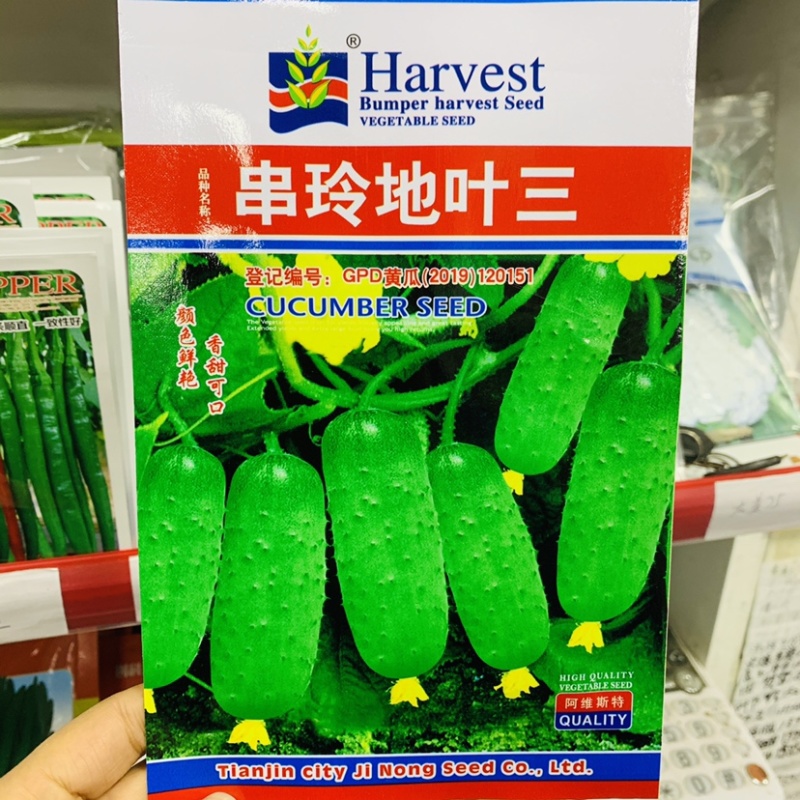 串玲地叶三水果黄瓜种子不用搭架子的水果黄瓜地黄瓜种子