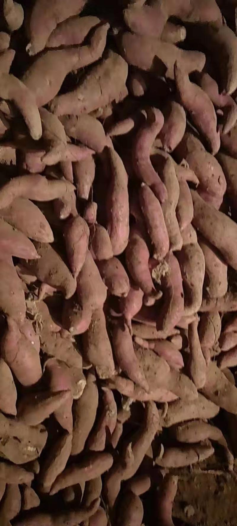 丘陵沙地紫薯，山东紫薯，紫罗兰紫薯大量现货供应