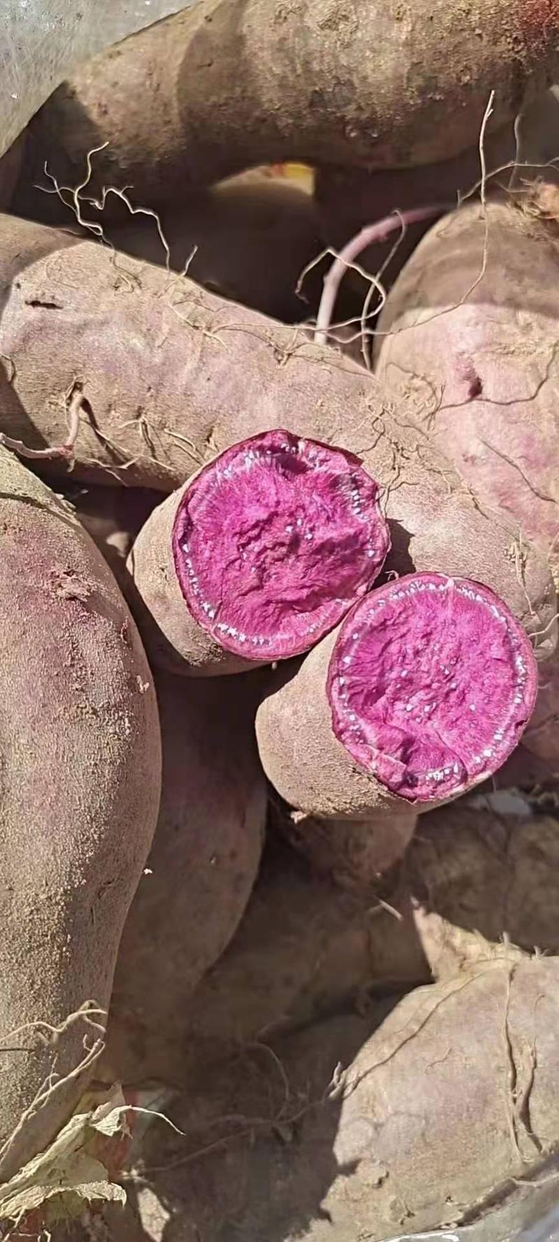 丘陵沙地紫薯，山东紫薯，紫罗兰紫薯大量现货供应