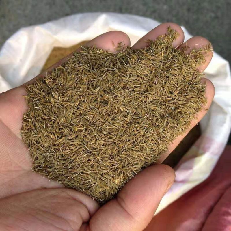 蒲公英籽，产地直供，质优价实，品质保证，药典标准道地良药