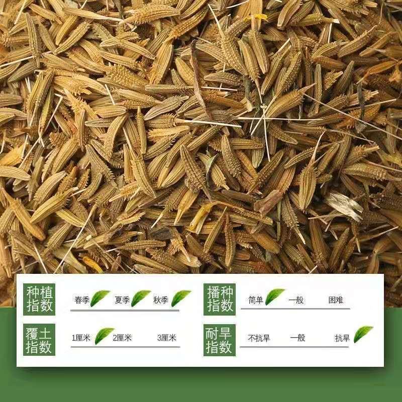 蒲公英籽，产地直供，质优价实，品质保证，药典标准道地良药
