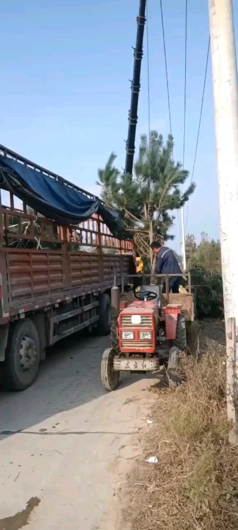 豫南黑松