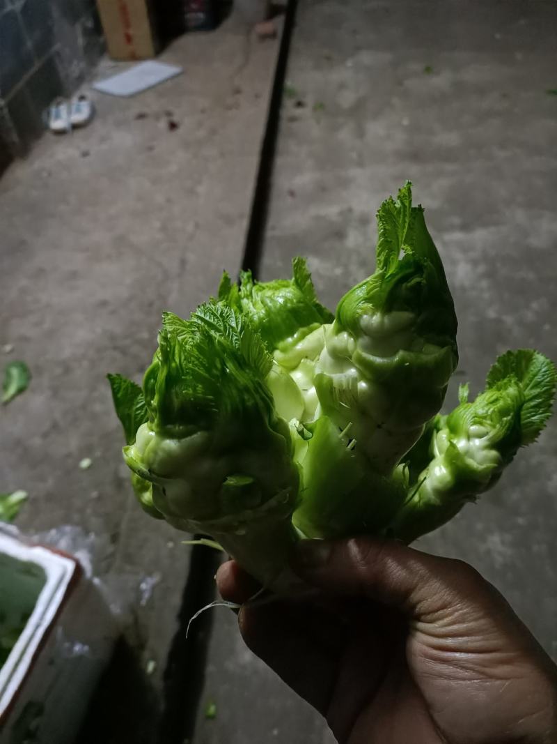 四川渠县精品儿菜清脆可口