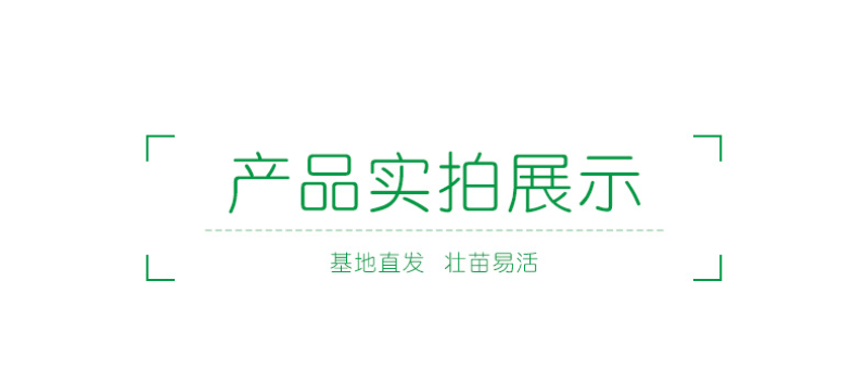 黑心菊种子金光菊花籽多年生耐寒宿根花卉四季易活庭院春秋播