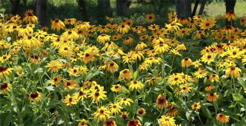 黑心菊种子金光菊花籽多年生耐寒宿根花卉四季易活庭院春秋播
