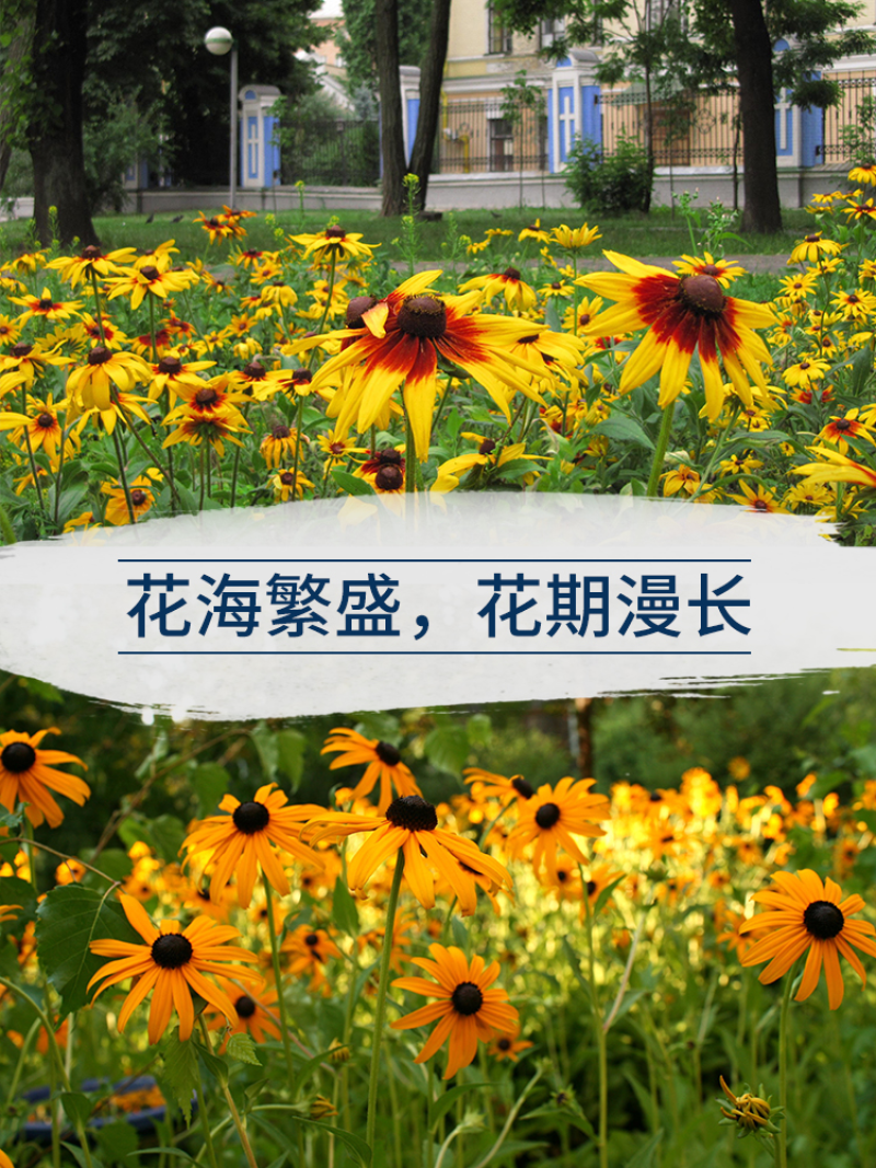黑心菊种子金光菊花籽多年生耐寒宿根花卉四季易活庭院春秋播