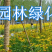 黑心菊种子金光菊花籽多年生耐寒宿根花卉四季易活庭院春秋播