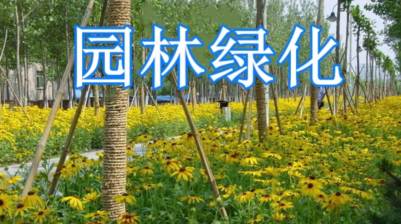黑心菊种子金光菊花籽多年生耐寒宿根花卉四季易活庭院春秋播