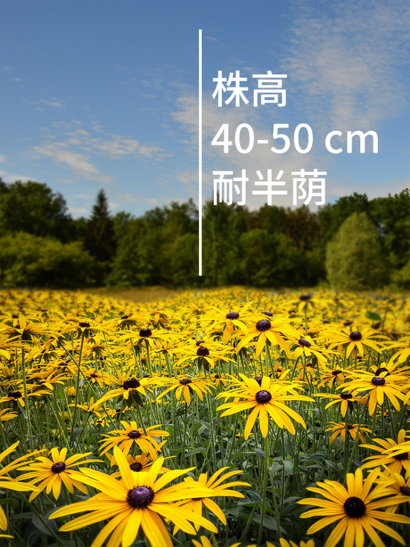 黑心菊种子金光菊花籽多年生耐寒宿根花卉四季易活庭院春秋播
