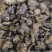 鼠妇虫，道地药材，质优价实，品质保证，药典标准，一公斤起