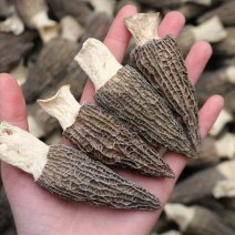 大号特特级厚肉羊肚菌颜色全黑个个饱满形状肥干度足干均匀