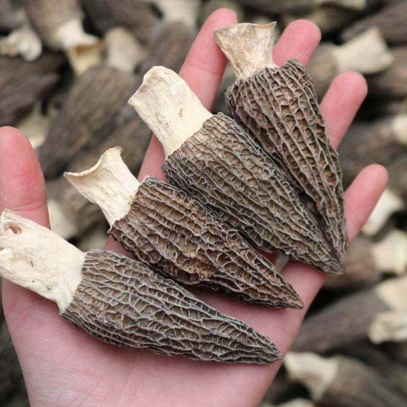 大号特特级厚肉羊肚菌颜色全黑个个饱满形状肥干度足干均匀