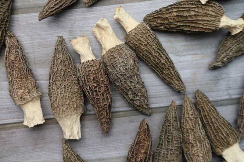 大号特特级厚肉羊肚菌颜色全黑个个饱满形状肥干度足干均匀