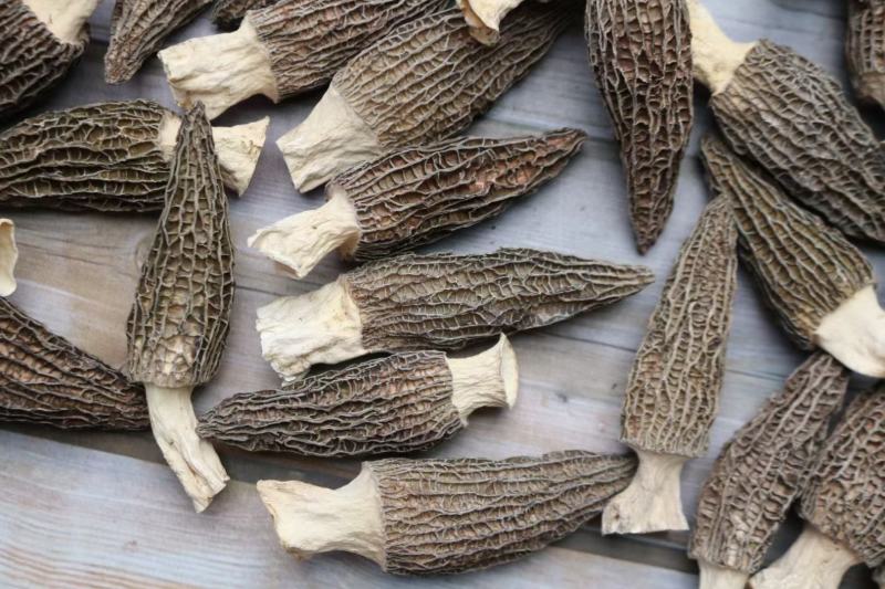 大号特特级厚肉羊肚菌颜色全黑个个饱满形状肥干度足干均匀