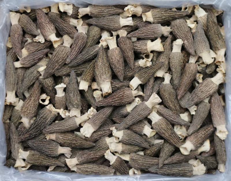 大号特特级厚肉羊肚菌颜色全黑个个饱满形状肥干度足干均匀
