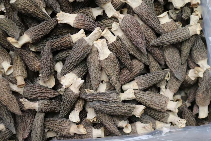 大号特特级厚肉羊肚菌颜色全黑个个饱满形状肥干度足干均匀