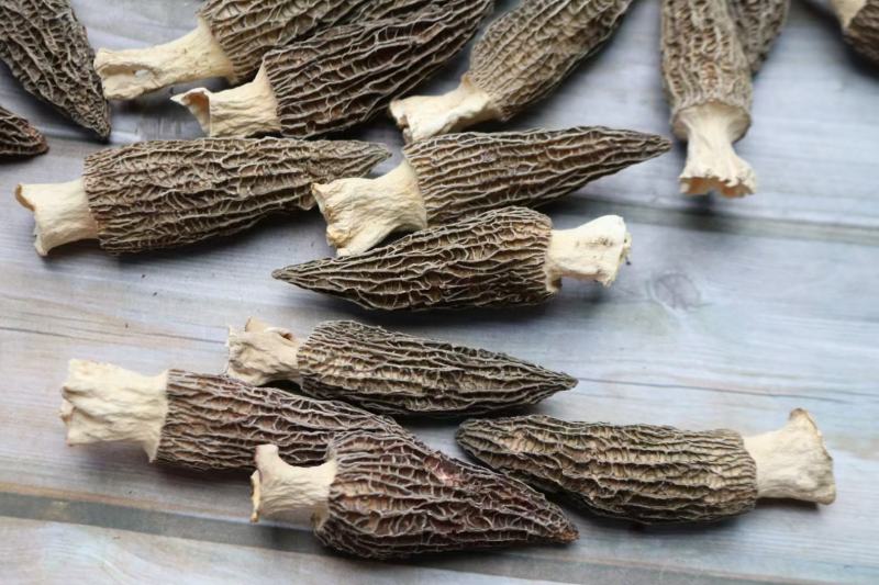 大号特特级厚肉羊肚菌颜色全黑个个饱满形状肥干度足干均匀