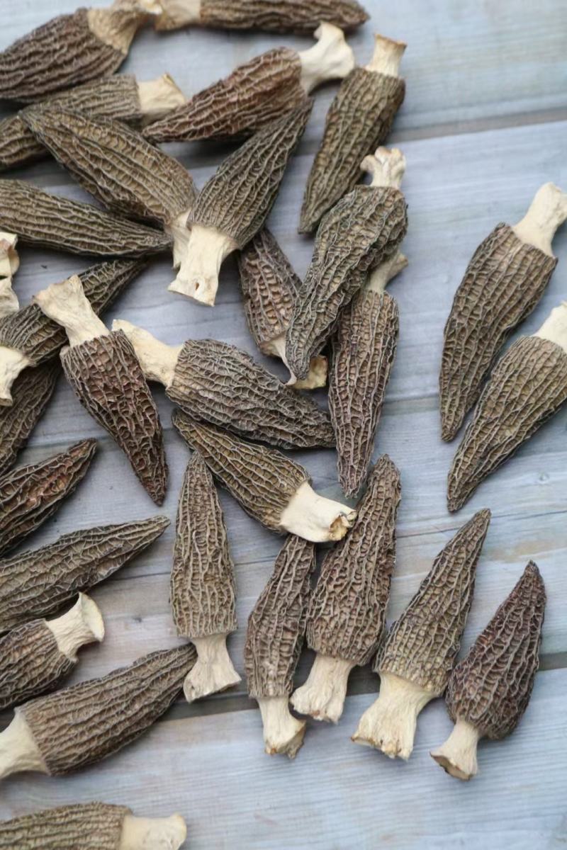 大号特特级厚肉羊肚菌颜色全黑个个饱满形状肥干度足干均匀