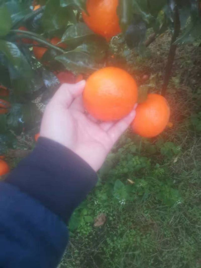 精品东方红16个糖，40-60起摘现在大量供货