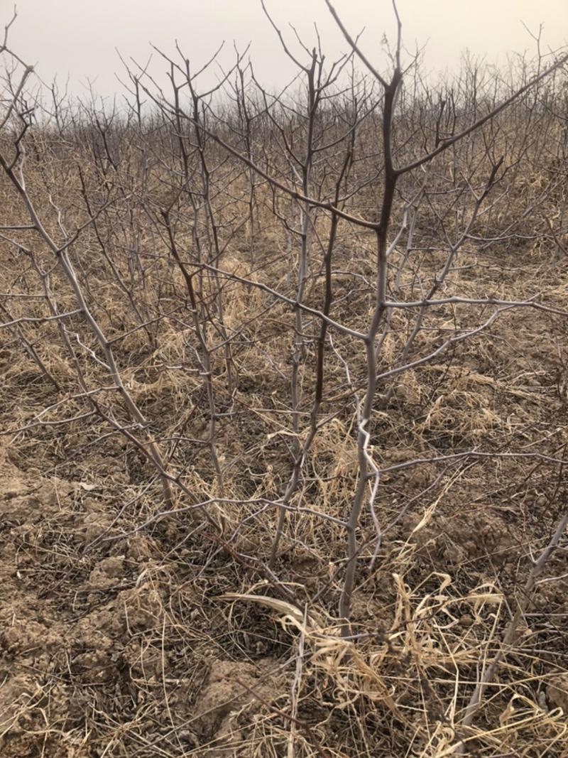 冬枣树苗，80~110cm