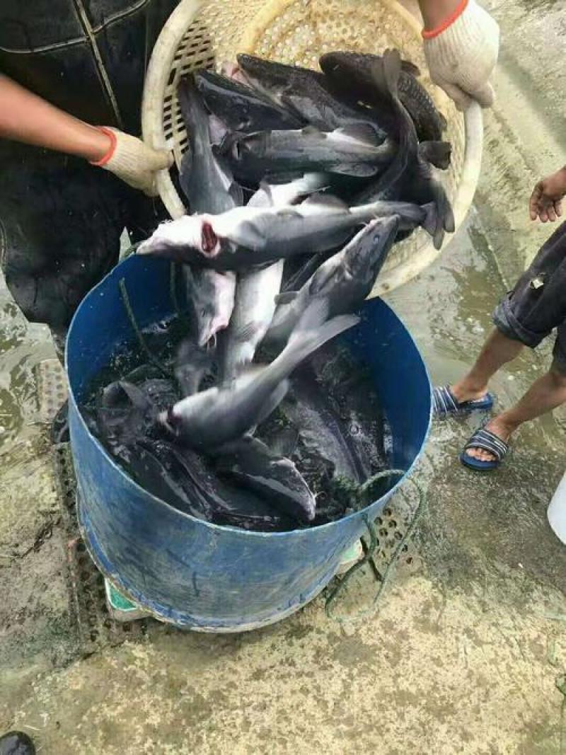 鱼苗，花鲢鱼苗，规格齐全，量大从优，支持云贵川陕甘