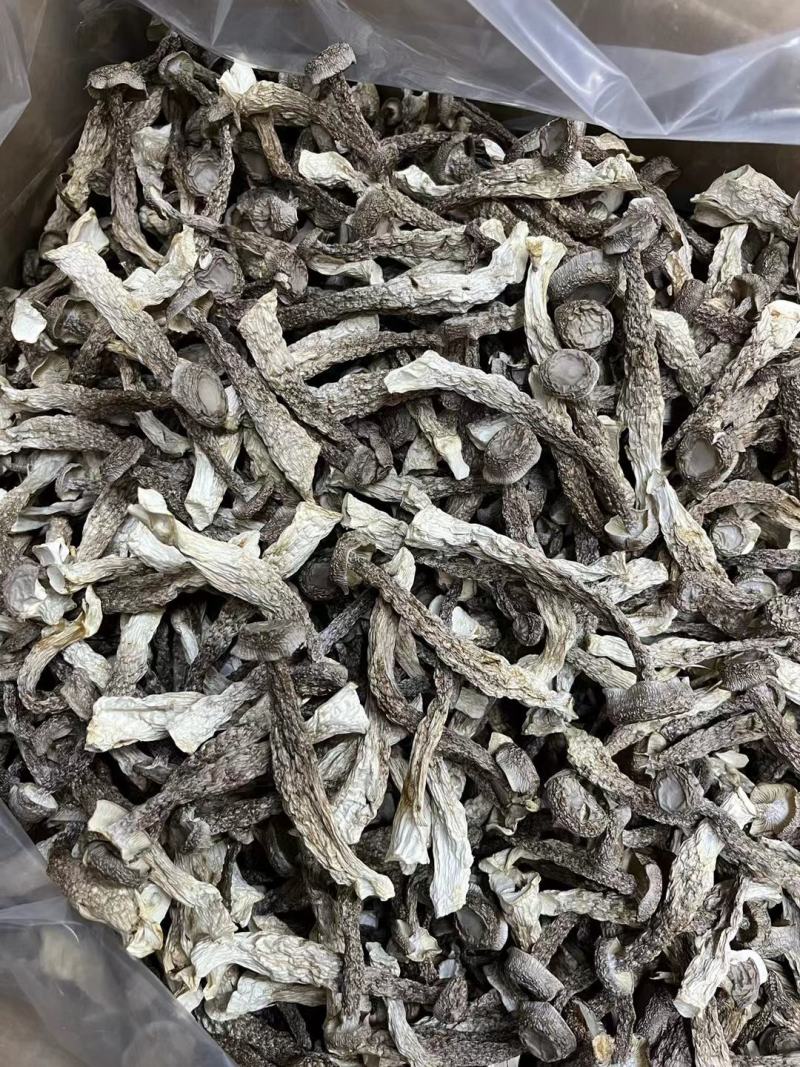 鹿茸菇