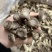 鹿茸菇
