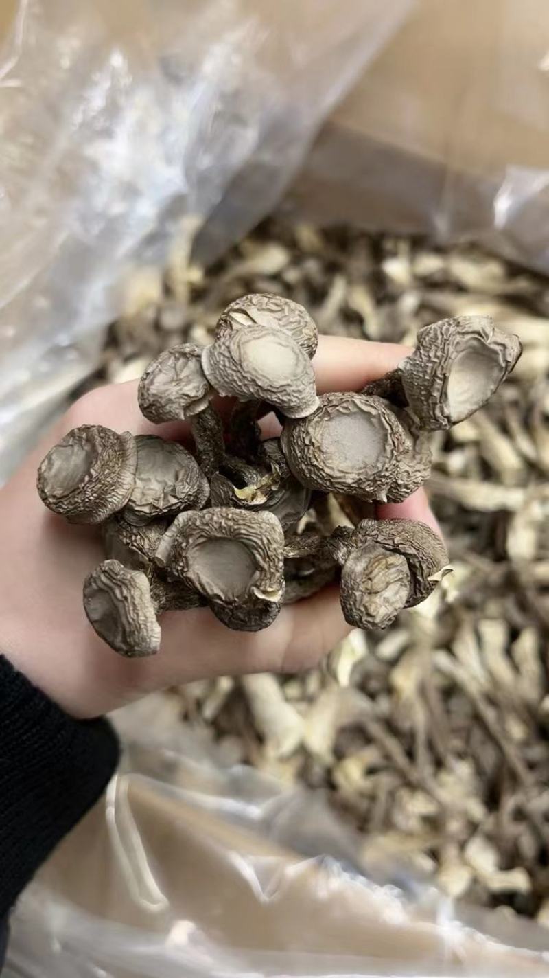鹿茸菇