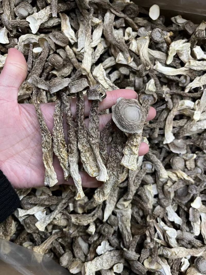 鹿茸菇