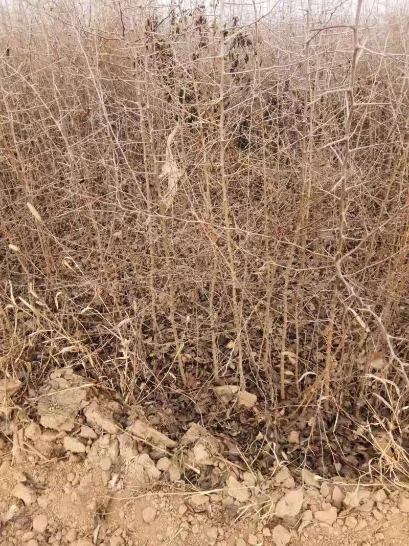 嫁接彩叶豆梨，梨树的粘木苗。杜梨苗各种规格量大价格实惠