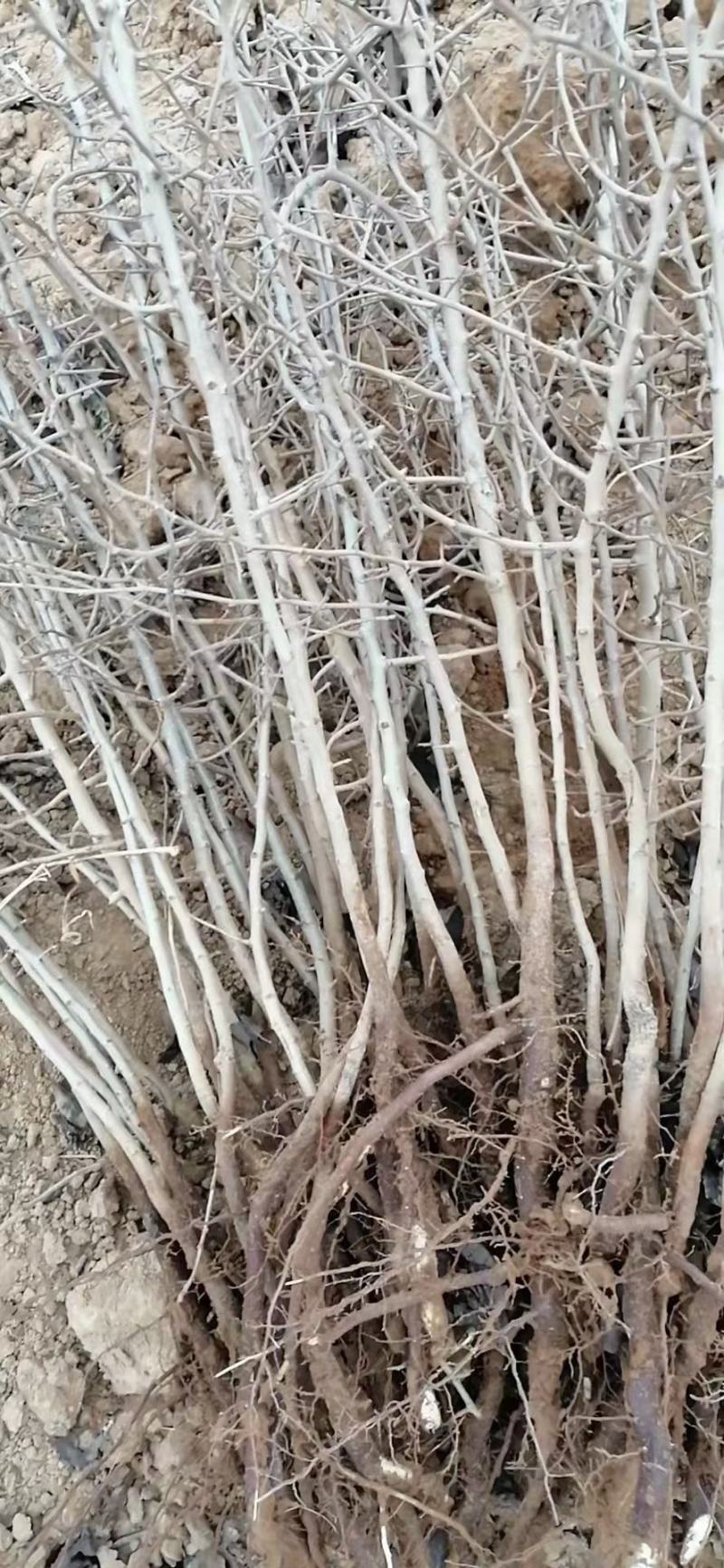 嫁接彩叶豆梨，梨树的粘木苗。杜梨苗各种规格量大价格实惠