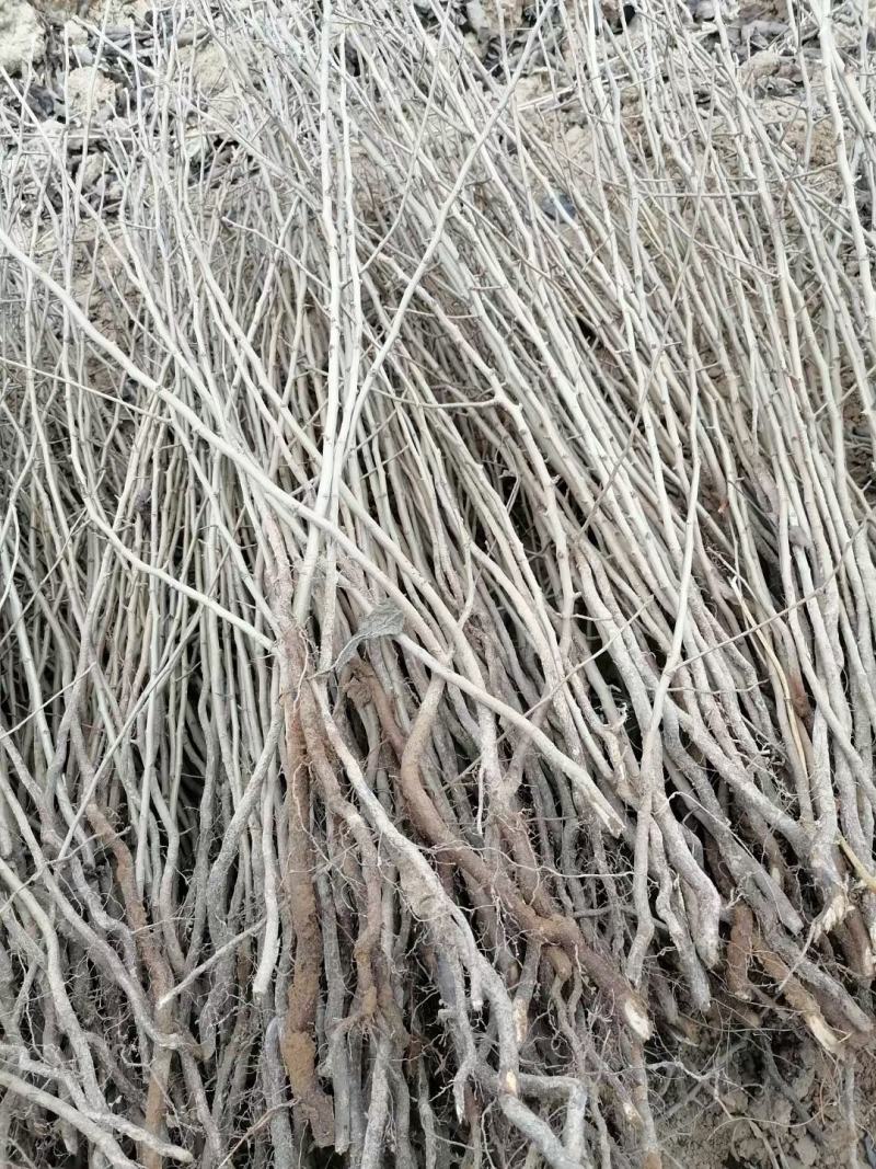 嫁接彩叶豆梨，梨树的粘木苗。杜梨苗各种规格量大价格实惠