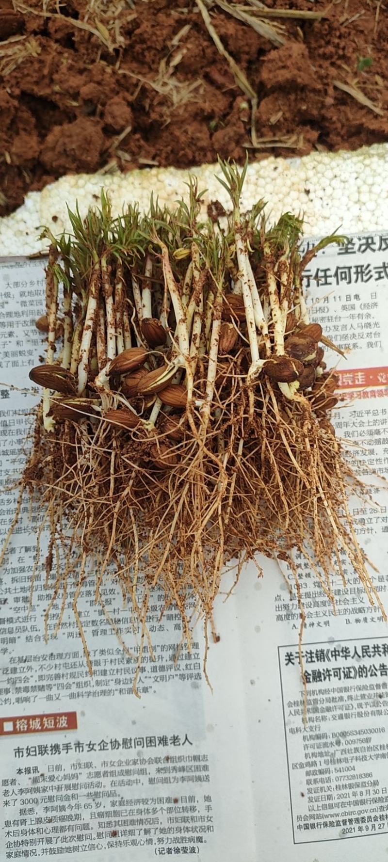 毛桃牙苗，毛桃小苗，毛桃苗，用于嫁接各类桃李砧木，
