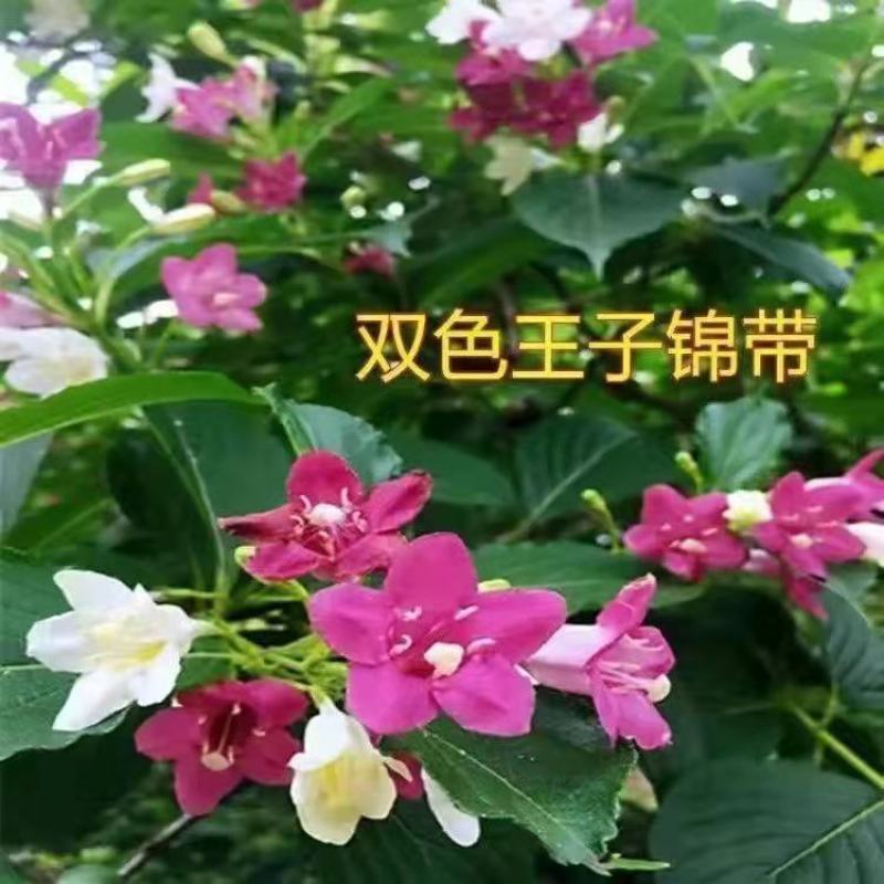 五彩锦带花树苗红王子锦带花卉苗四季开花好养客厅庭院耐寒热