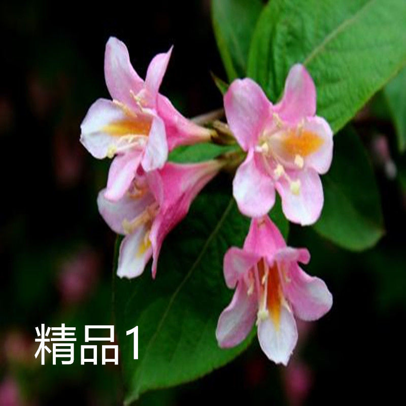 五彩锦带花树苗红王子锦带花卉苗四季开花好养客厅庭院耐寒热