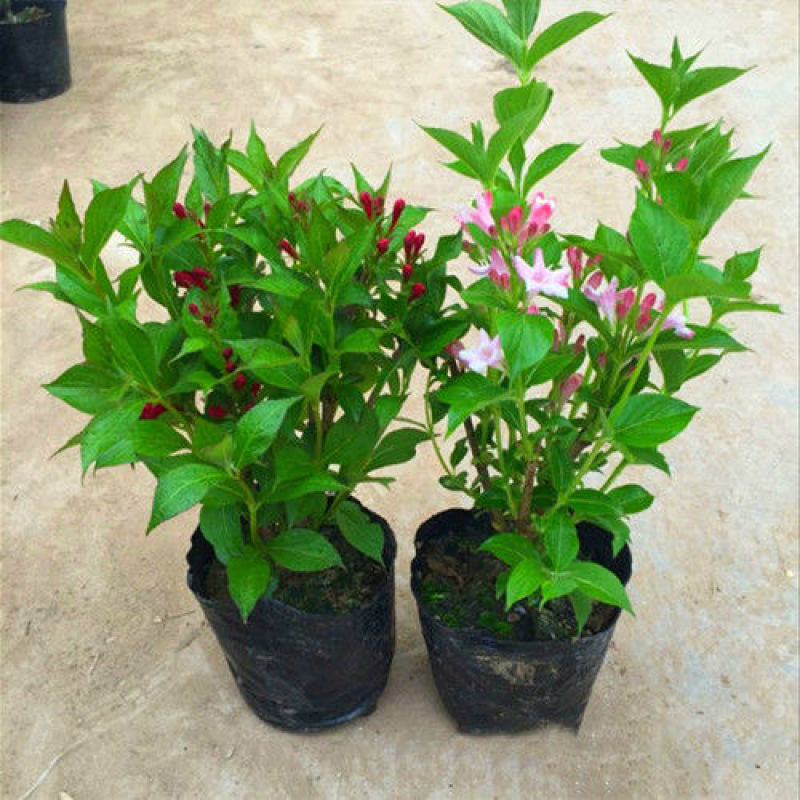 五彩锦带花树苗红王子锦带花卉苗四季开花好养客厅庭院耐寒热