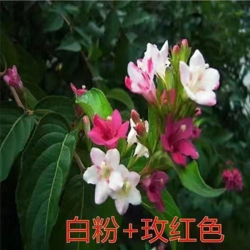 五彩锦带花树苗红王子锦带花卉苗四季开花好养客厅庭院耐寒热