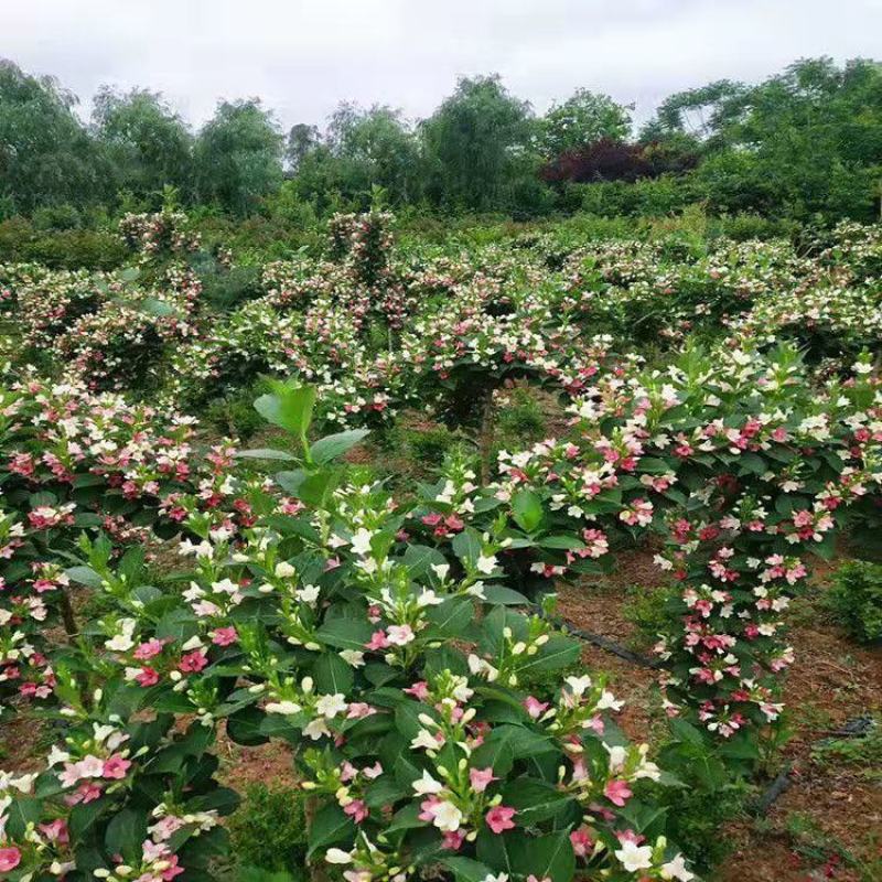 五彩锦带花树苗红王子锦带花卉苗四季开花好养客厅庭院耐寒热