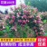 五彩锦带花树苗红王子锦带花卉苗四季开花好养客厅庭院耐寒热