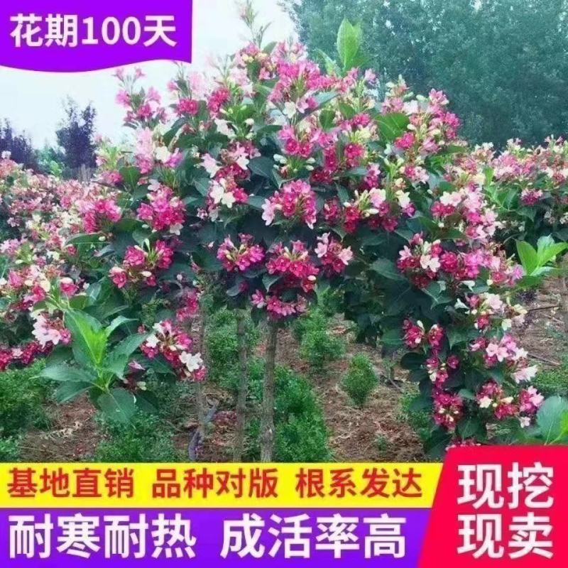 五彩锦带花树苗红王子锦带花卉苗四季开花好养客厅庭院耐寒热